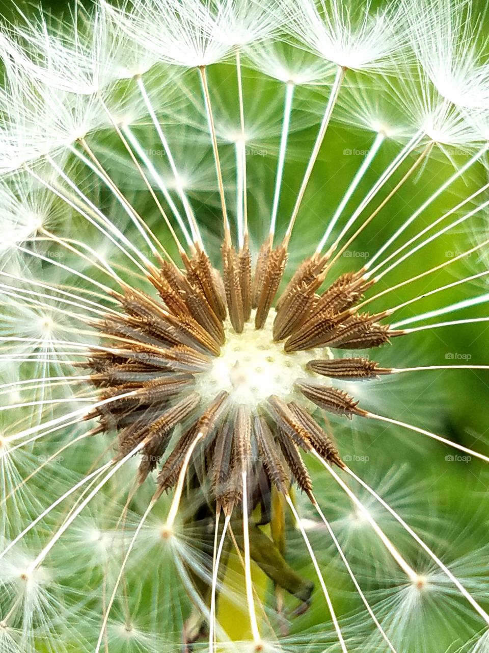 Beautiful macro shots