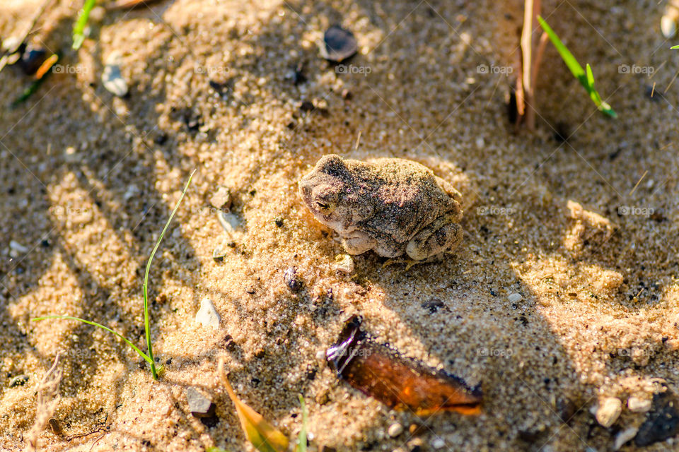 Frog I saw at the beach under the sun in Texas. Got a close up shot of it.