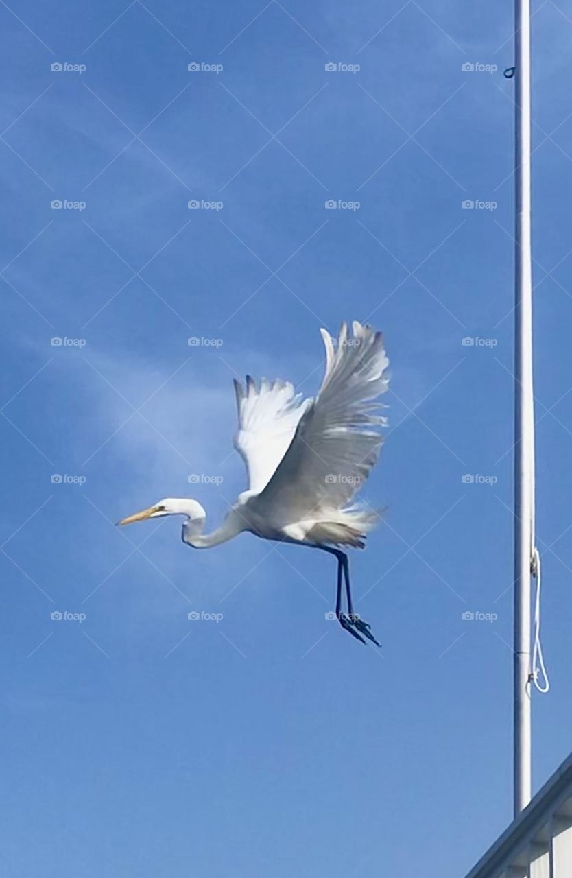 Bird watching mission. An beautiful egret taking off from the deck, against the blue sky. 