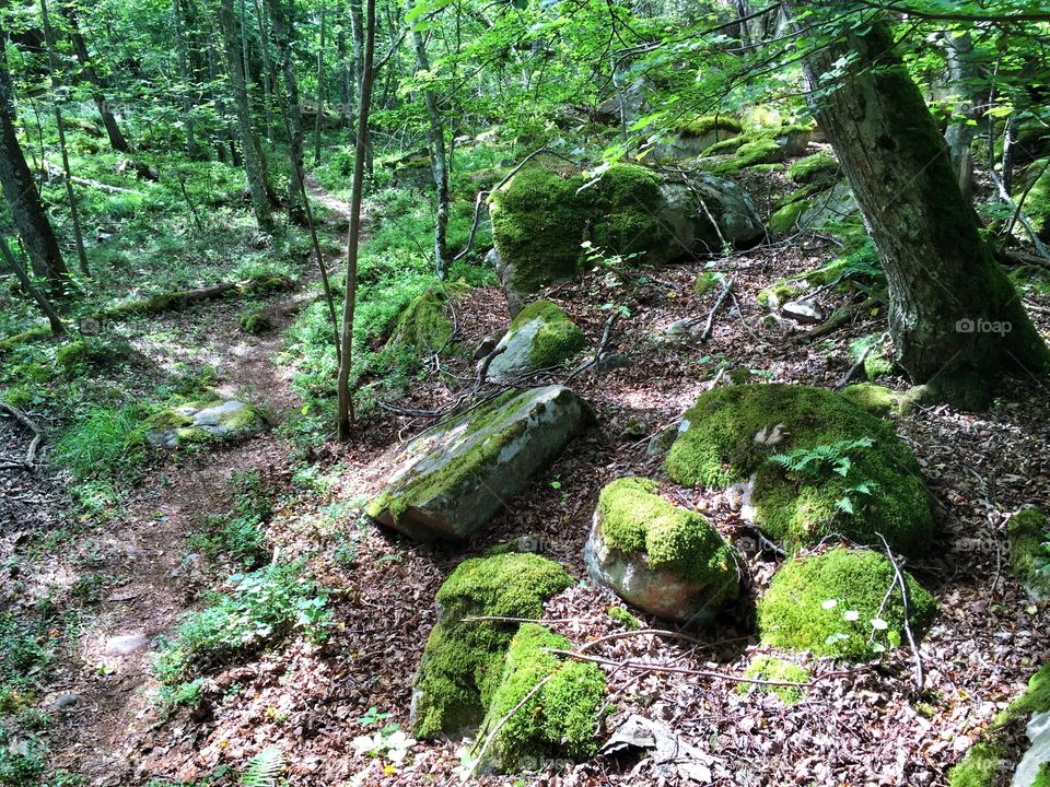 Deep Swedish Forest. Forrest walk