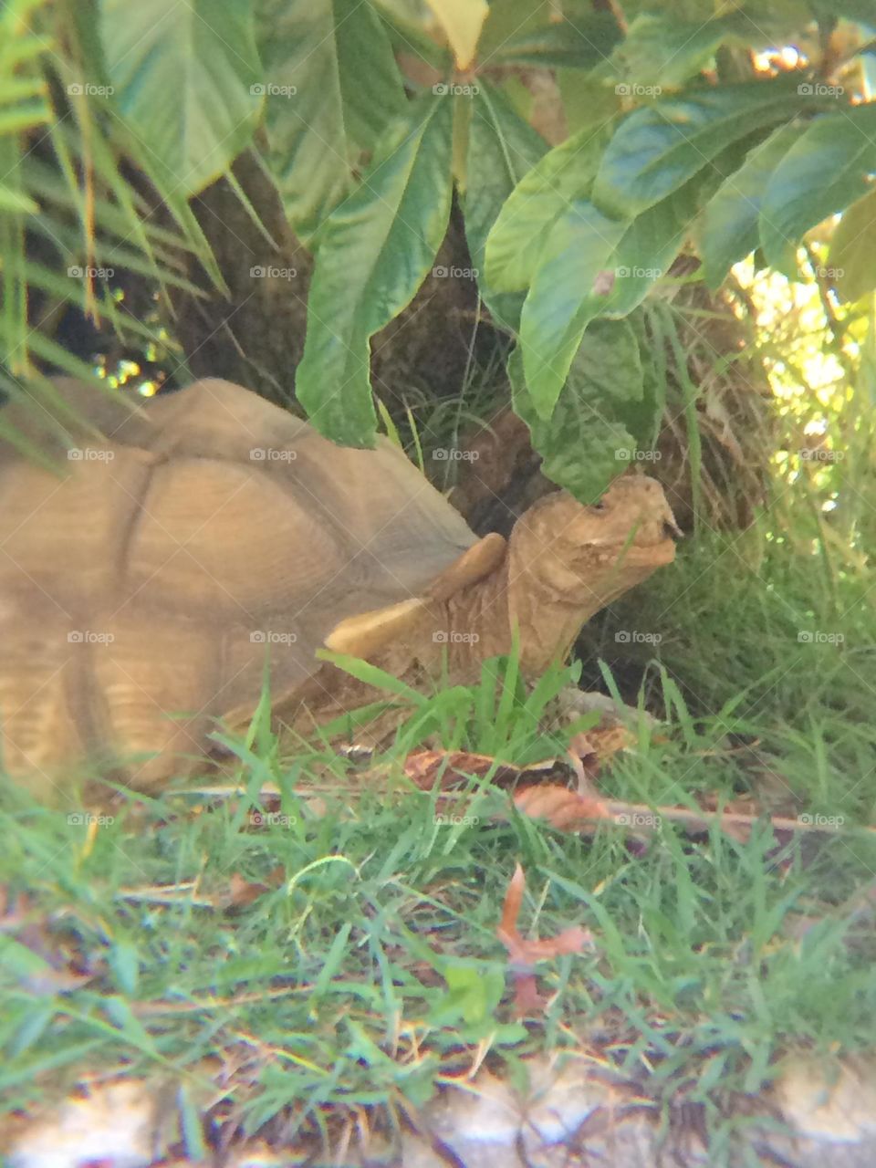 Tortoise in the shade 