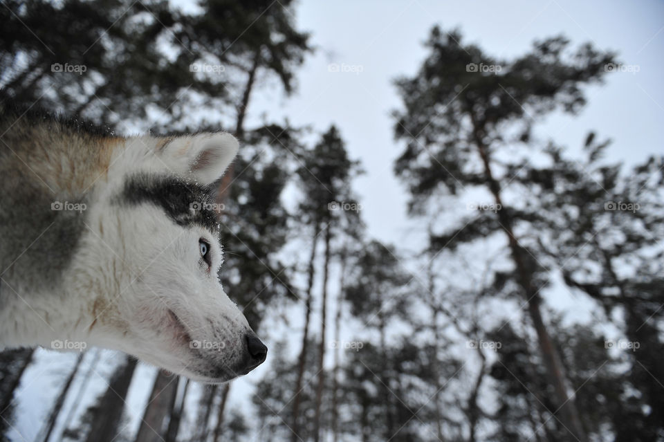 husky in the woods 