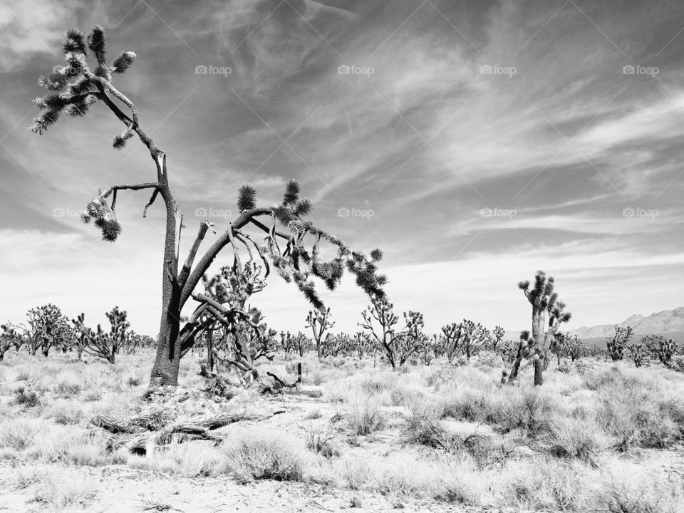 Joshua Tree National Park