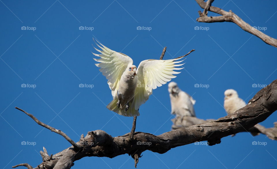 Western Corella

Cacatua (Cacatua) pastinator

Taking flight