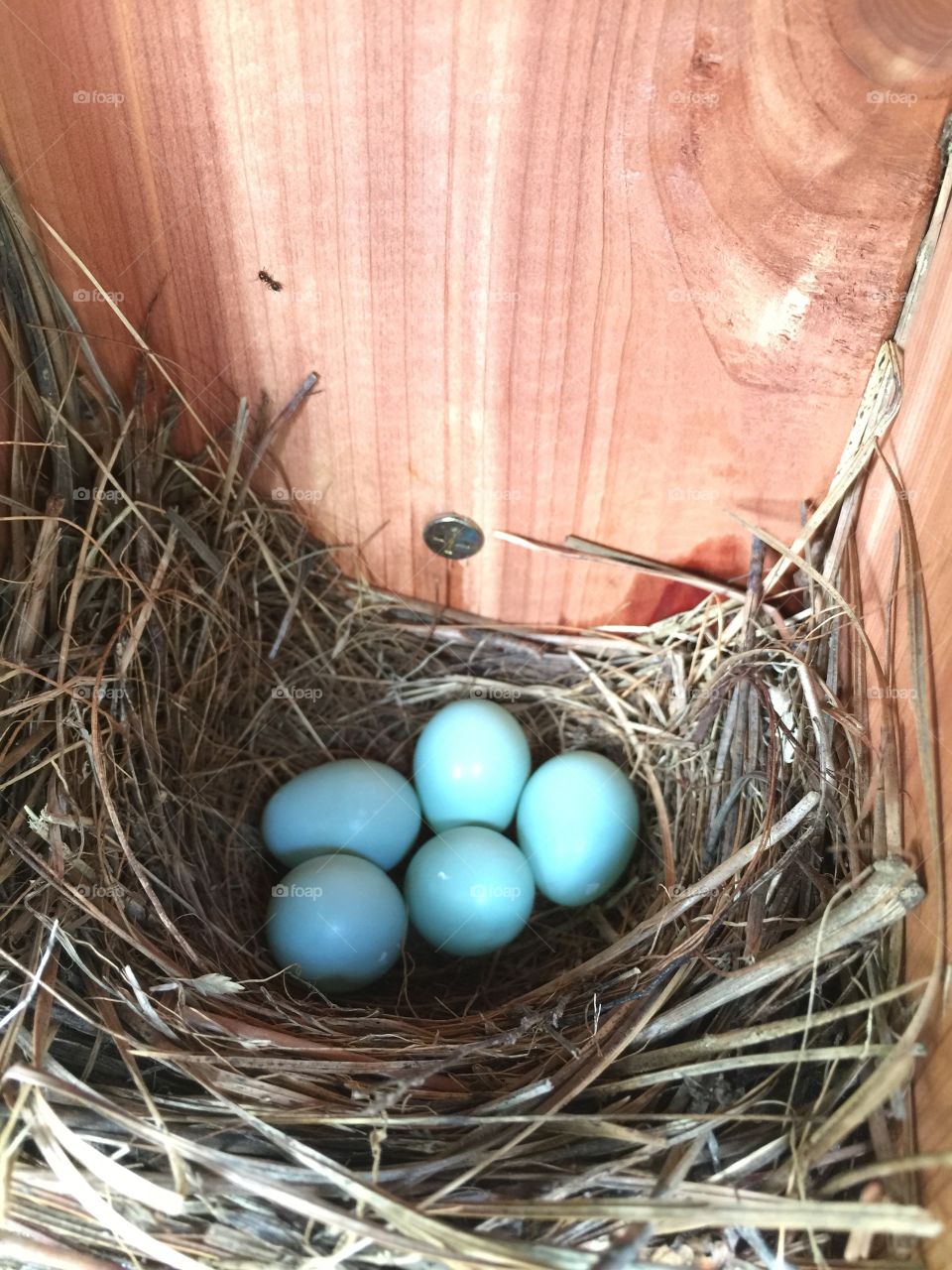 Bluebird Eggs