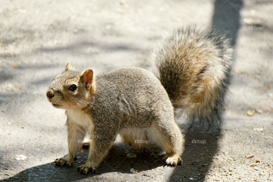 squirrel