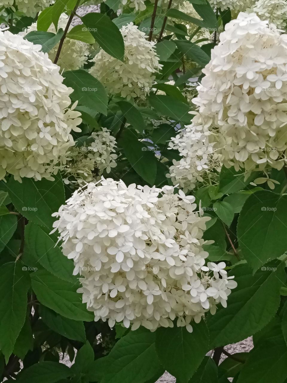 Image with white flowers