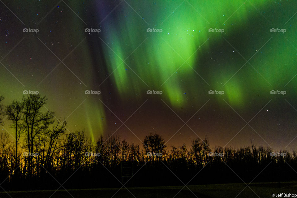 Silhouette of trees and aurora borealis