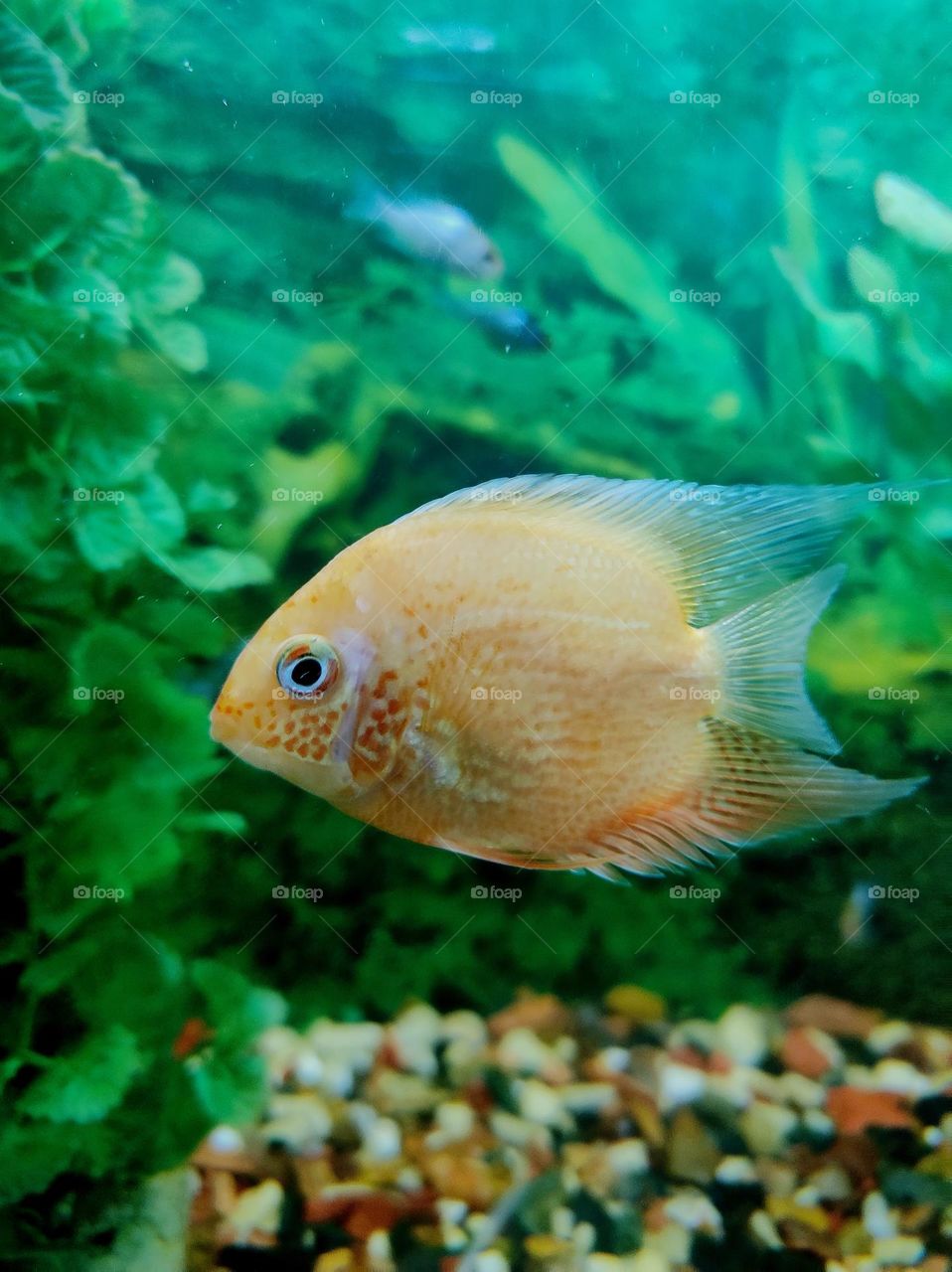 fish microphotography