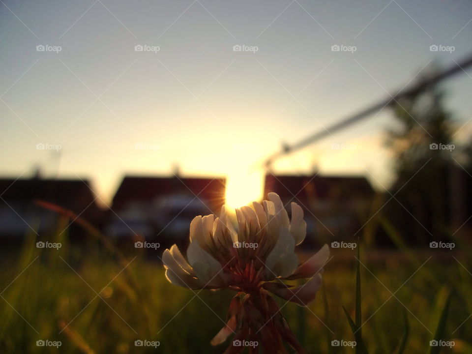 Close-up of flower during sunset