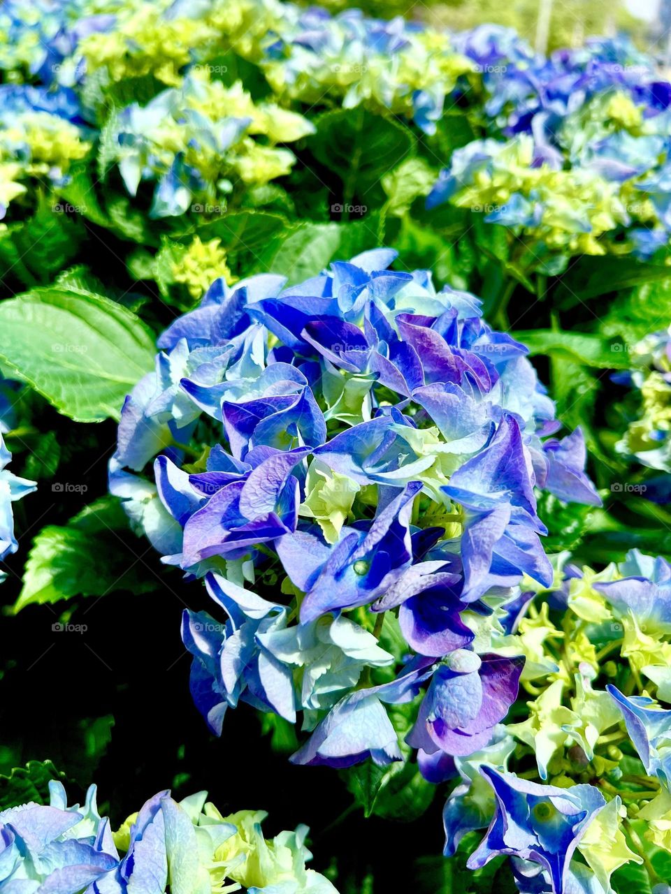 Large-leaved hydrangeas. Hydrangeas