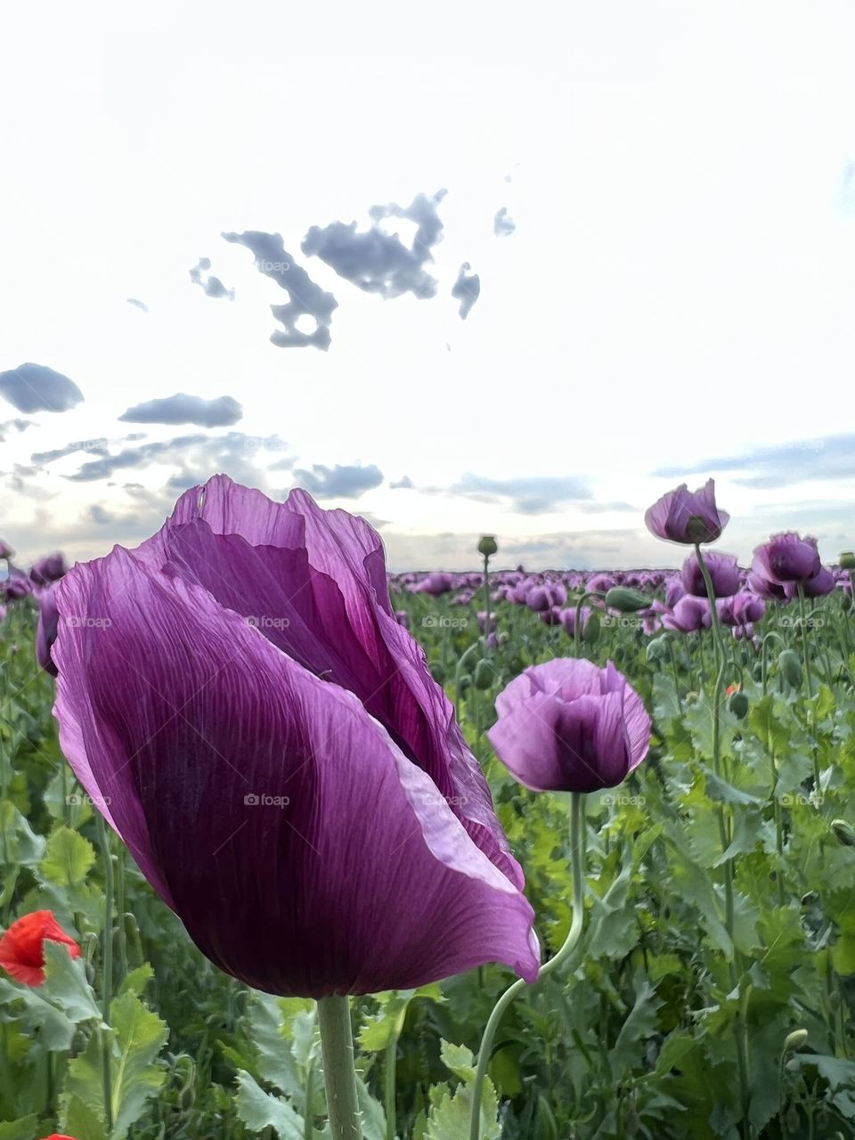 Poppy flowers