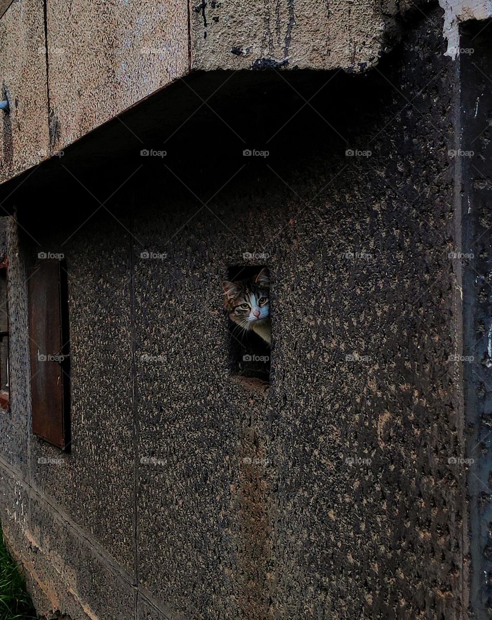 A beautiful photo of a cat peaking from a hole in an old apartment building in the spring in a neighbourhood in Bulgaria