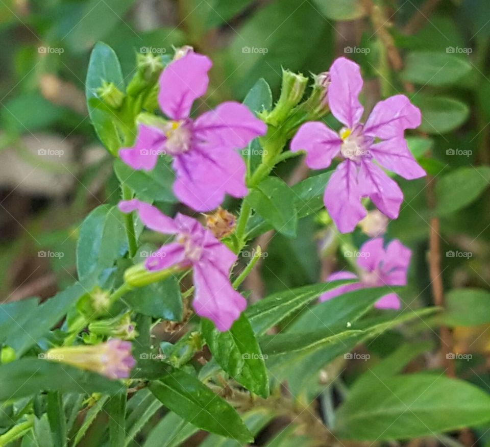 Nature, Flora, Flower, Leaf, Garden