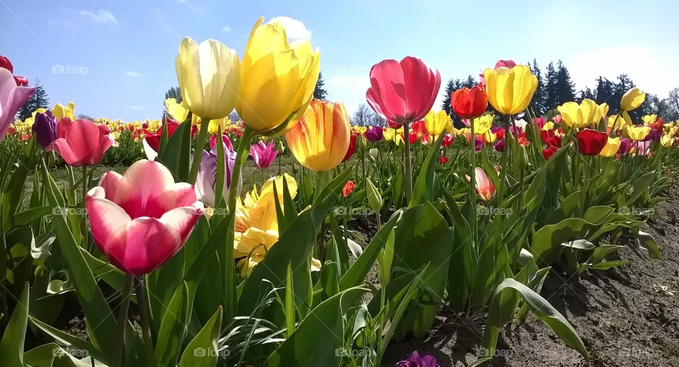 tulip