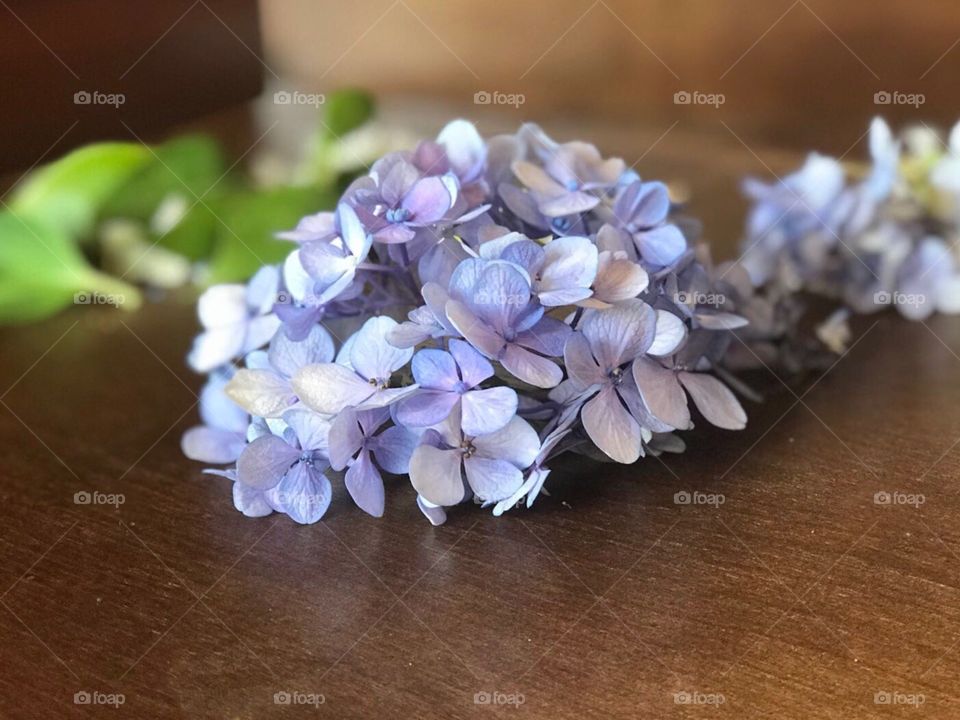 Sweet lavender hydrangea 