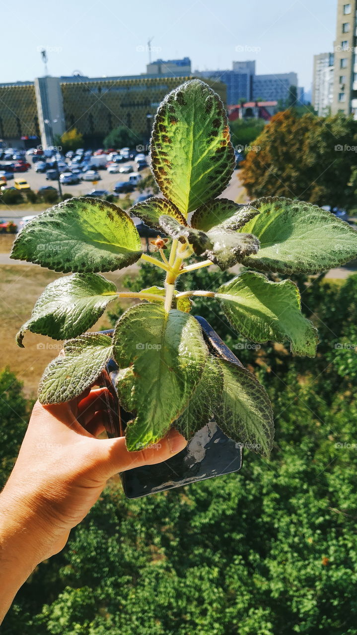 green houseplant