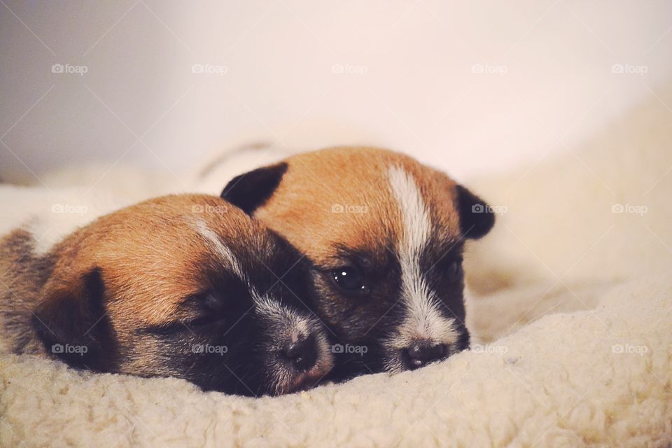 Two jack russell puppies