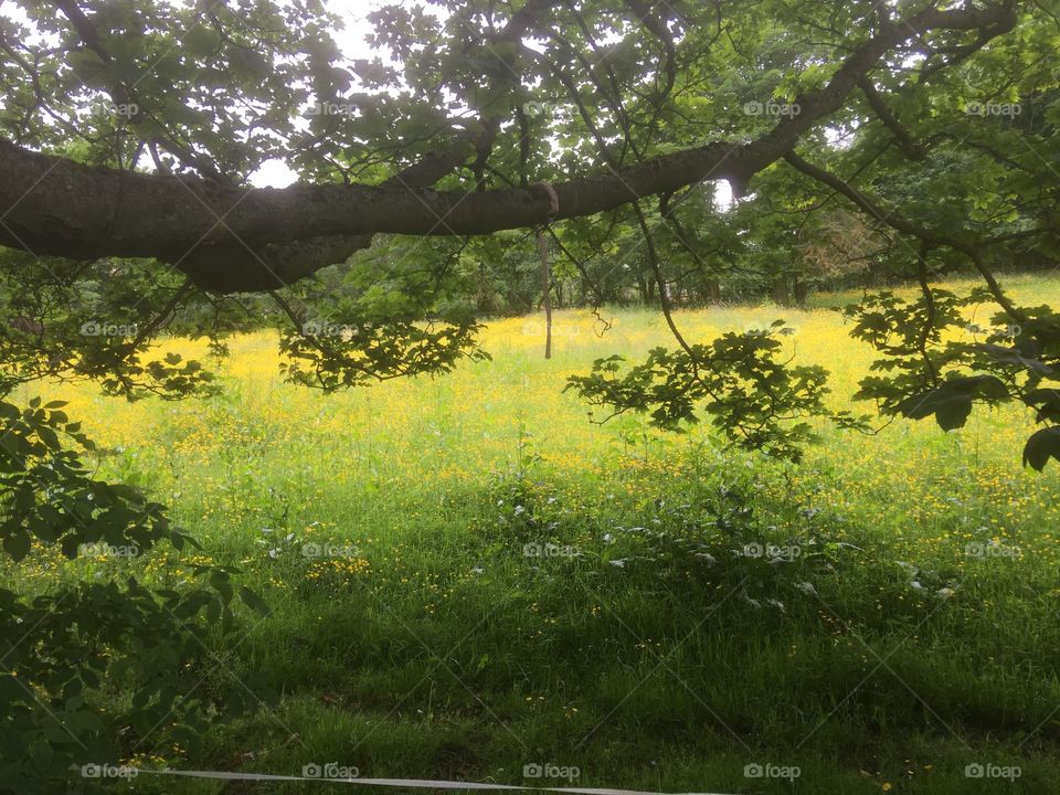 Field of buttercups . Summer in England 