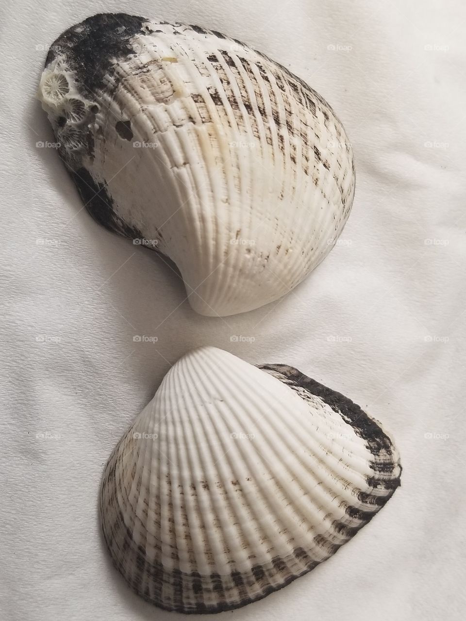 shells