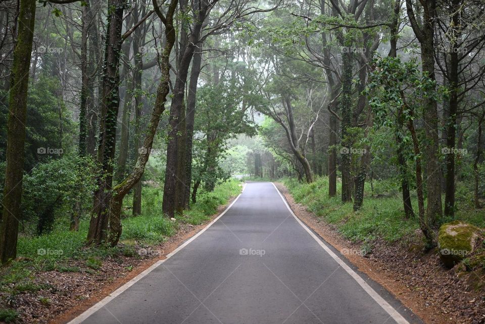 Through the forest