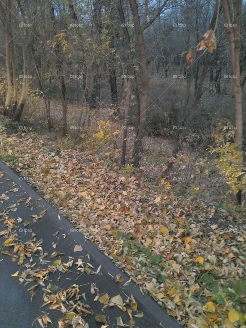 осенний лес