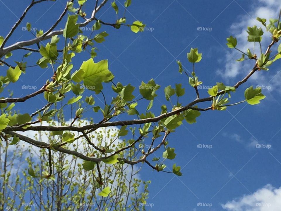 Green Leaves and Trees against a Blue Sky with White Clouds