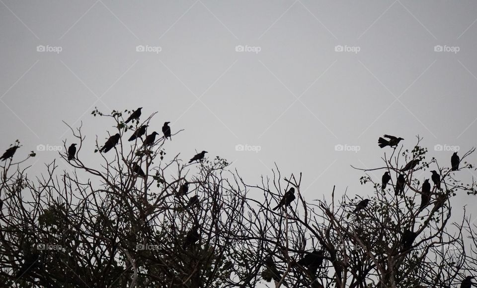 crows