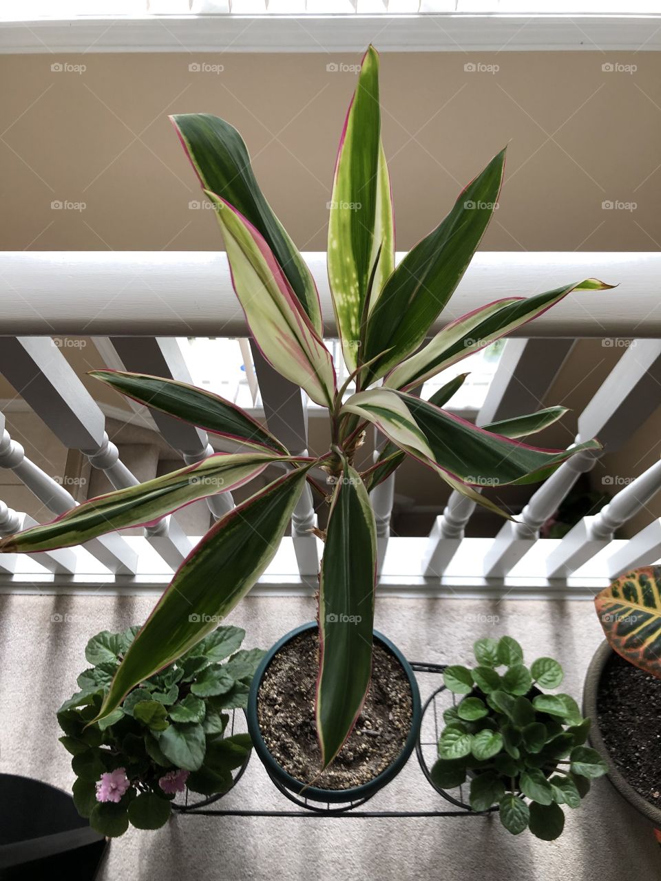 Indoor Plants in Springtime