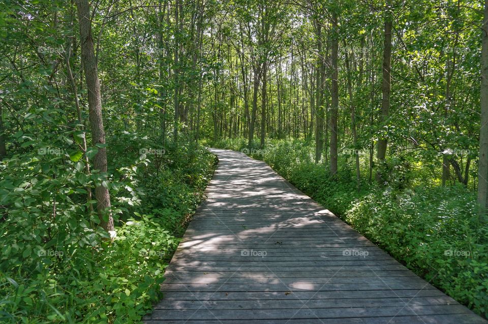 Summer Forest. Hiking Trail