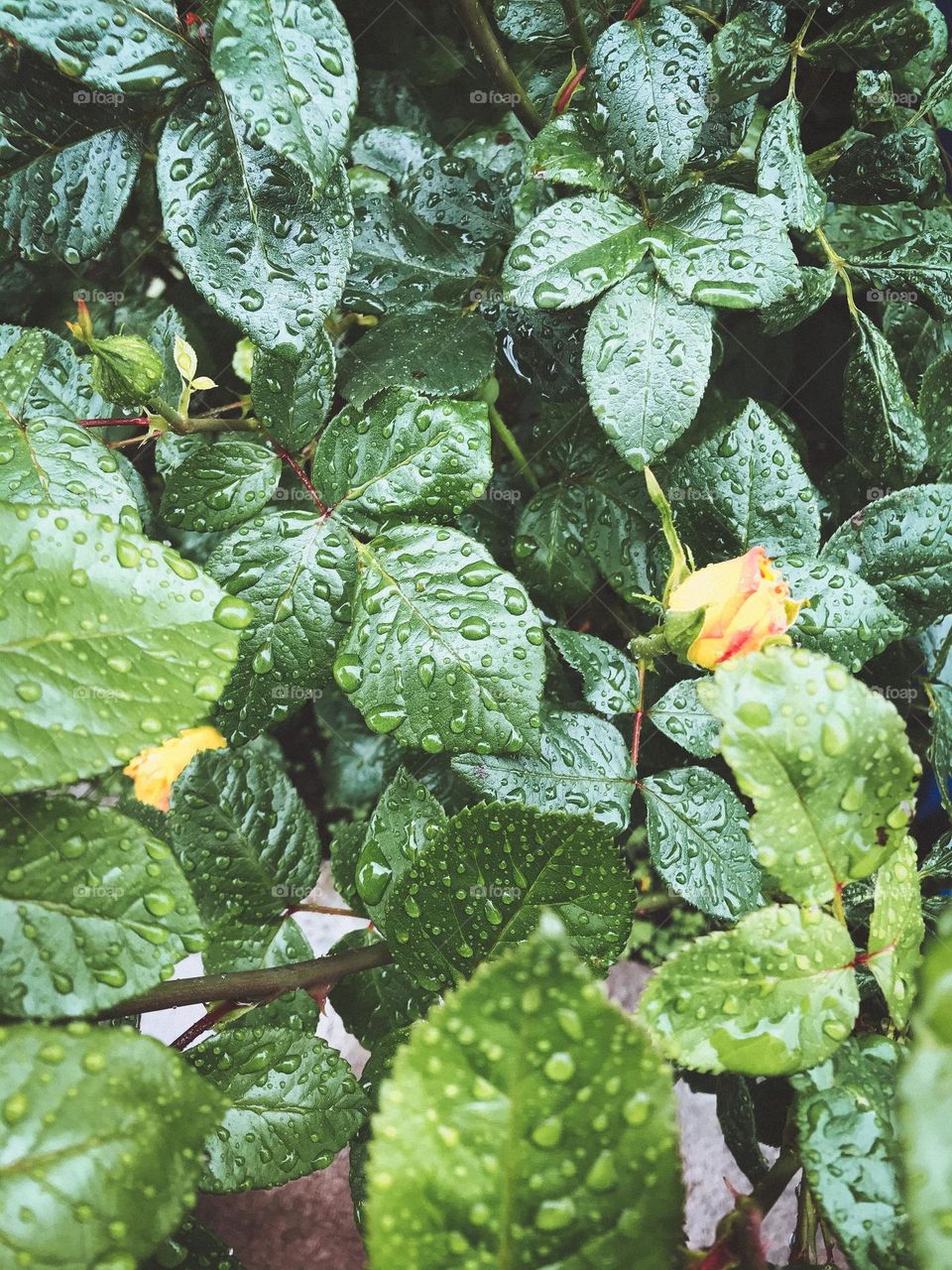 Wet roses after rain 