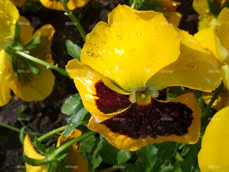 Flower macro isolated