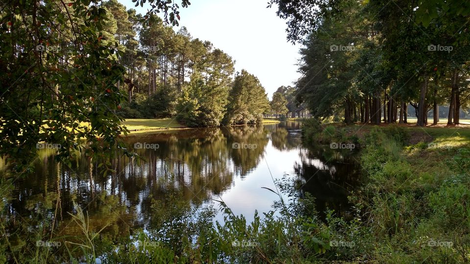 Trees reflected on lake