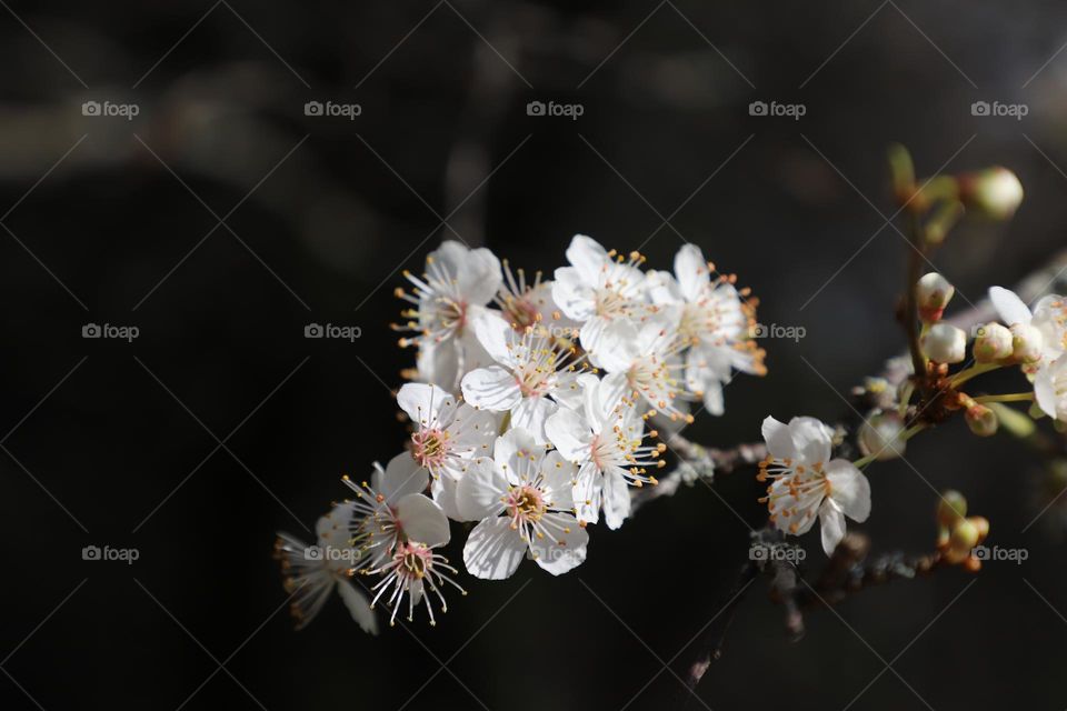 Spring blossoms 