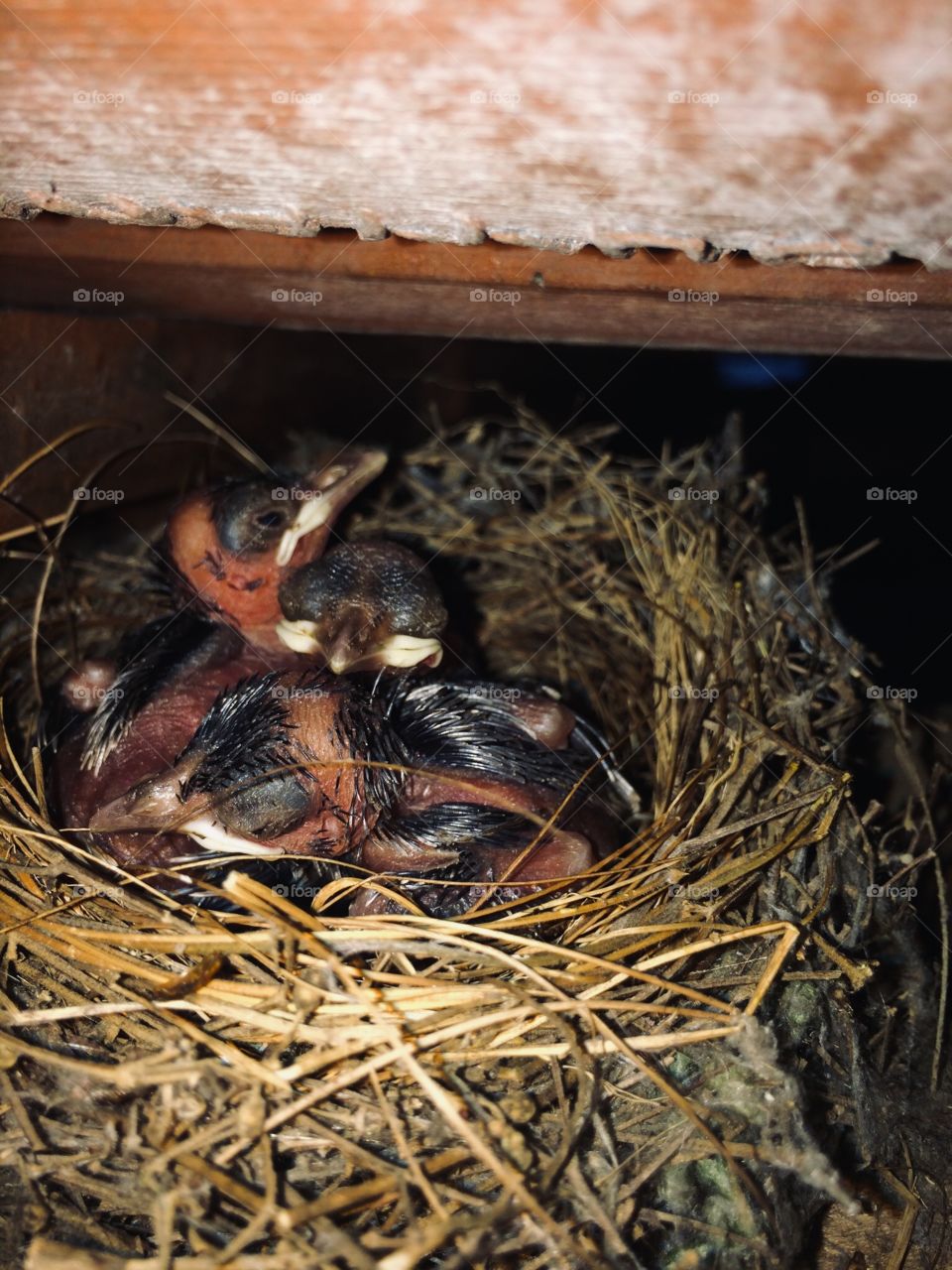 New born, ready to fly