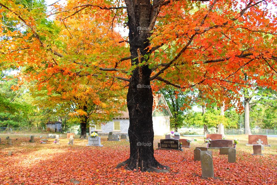 Fall Graveyard