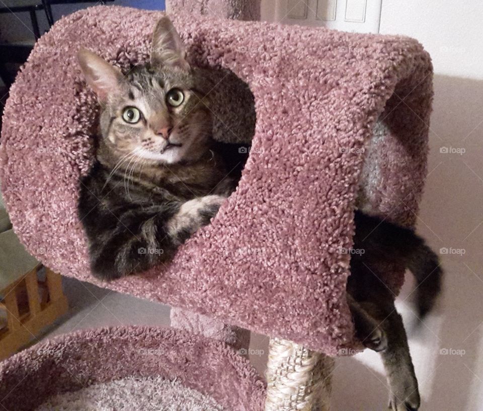 Cool dude black and tan cat hanging out in his salmon colored cat condo