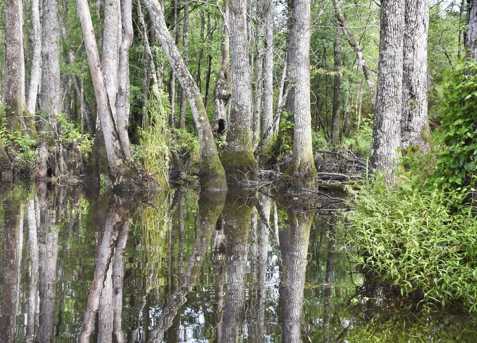 Swamp in North Carolina 