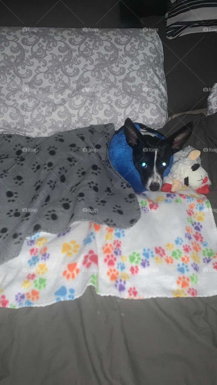 Dog wearing a donut after surgery 