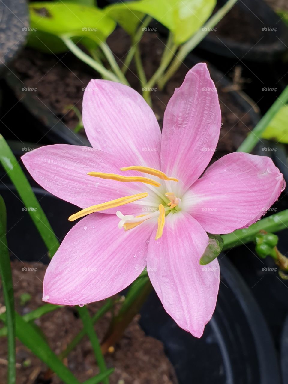 beautiful rain lilly