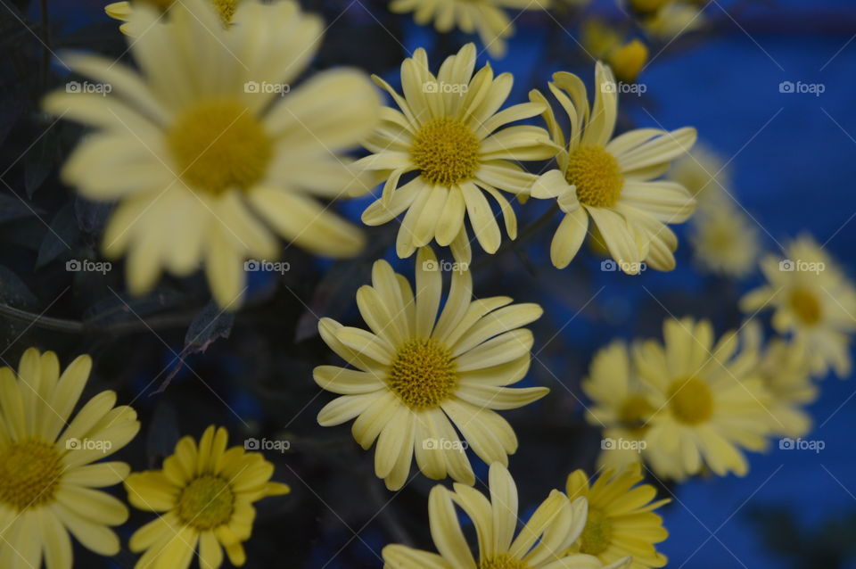 Aster flower is the birth flower for the month of September and is often used to mark twenty years of marriage.