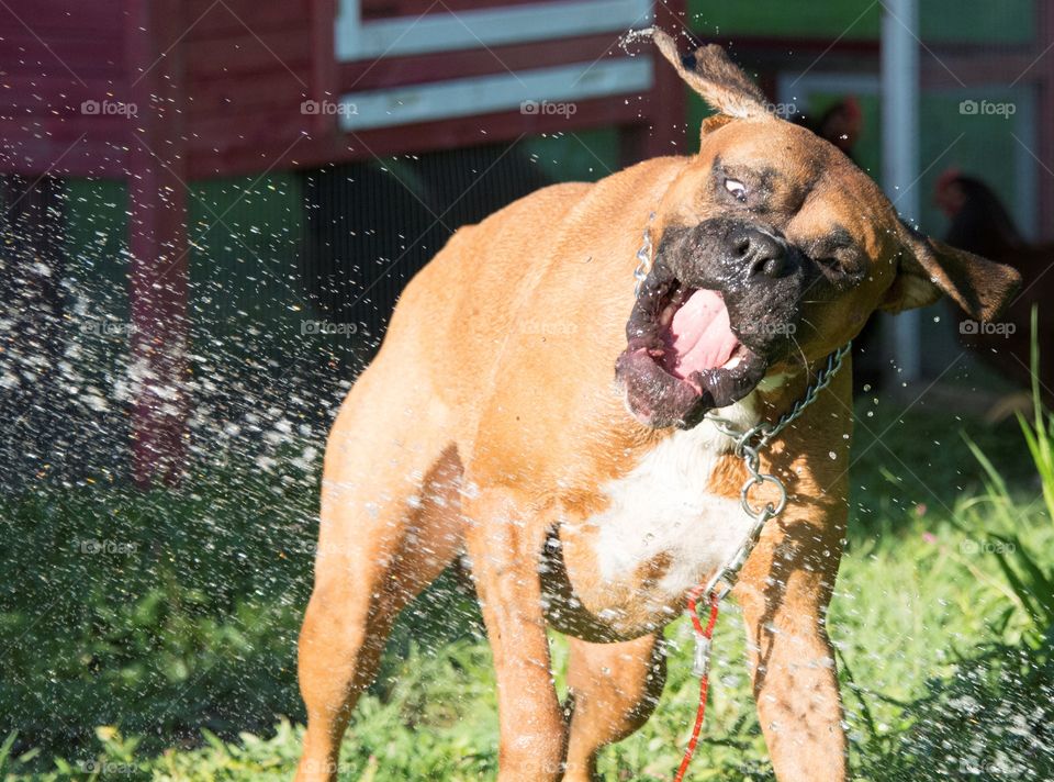 Boxer trying to catch the water from a garden hose 