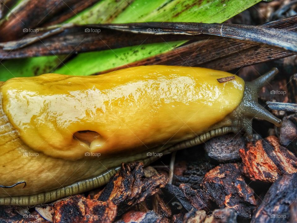 California Banana Slug. Banana Slug On The Forest Floor
