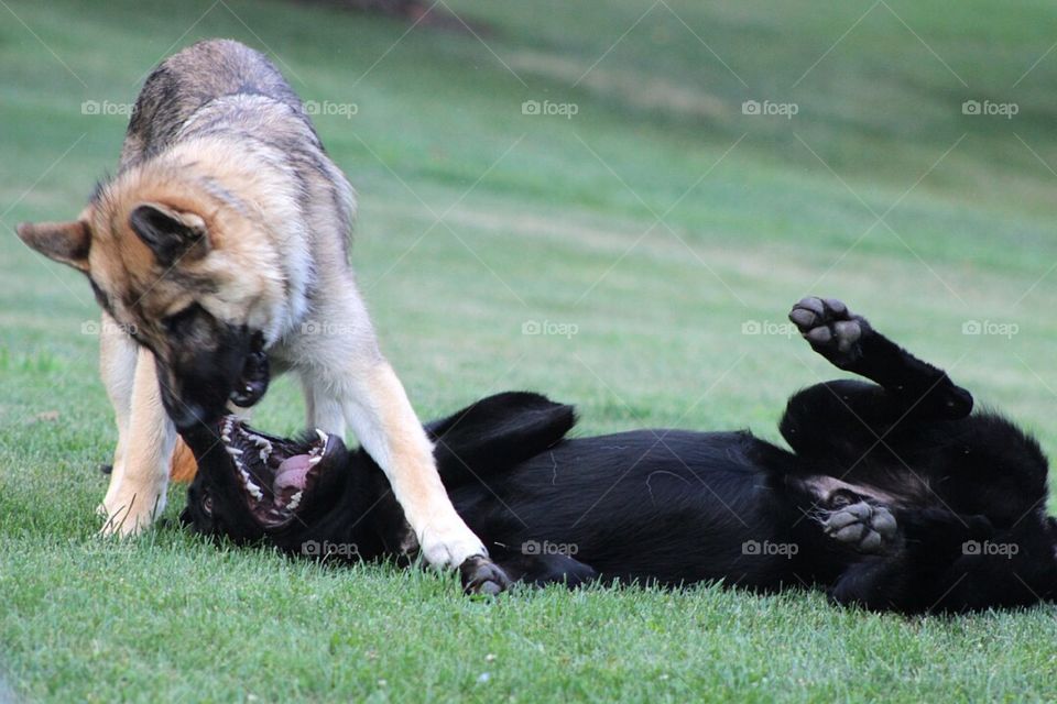 Two German Shepherd brothers wrestling around in the grass. 