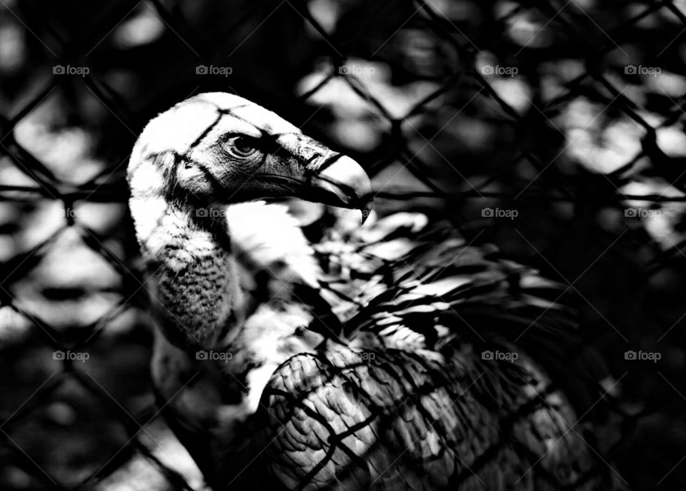 Vulture behind the Cage shadow 