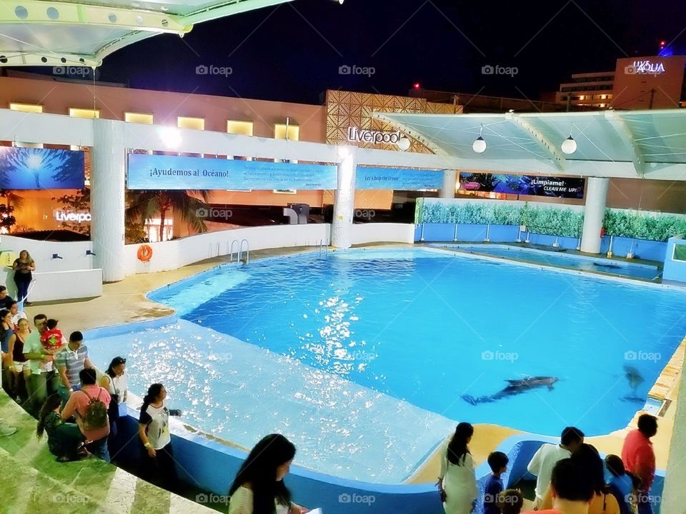 river creature atlantic child activity portrait beach fun coral natural family happy vacation dolphins playful island friendly animals fauna scuba landscape dolphin pod pool paradise travel snorkeling aqua view tourism flipper adventure undersea natu