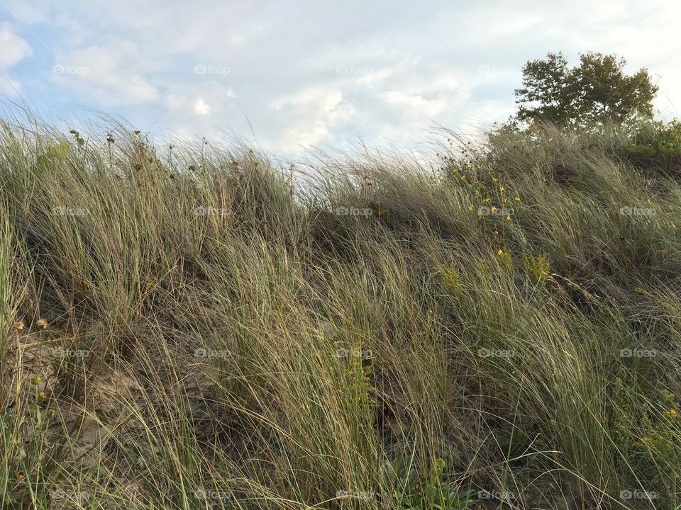 Wind in the grass at Indiana dunes