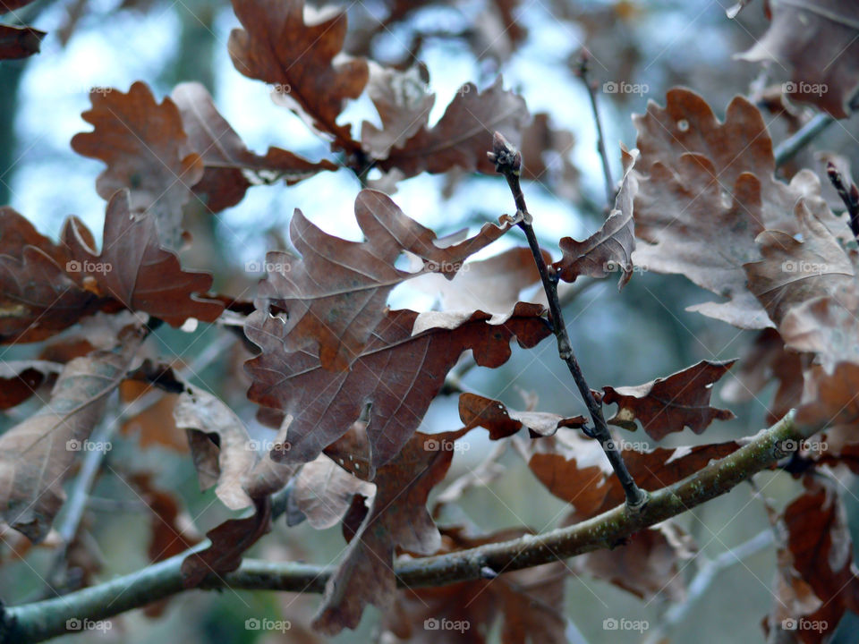 Dry leaves on branch during winter in Zehdenick, Germany.