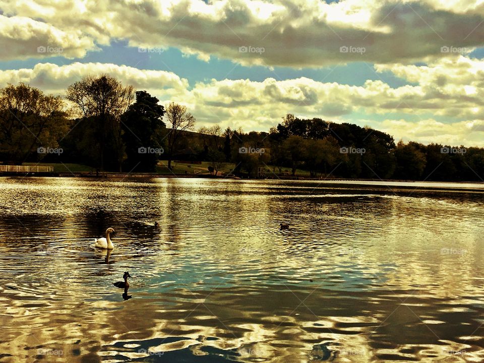 Ducks and swans on a lake