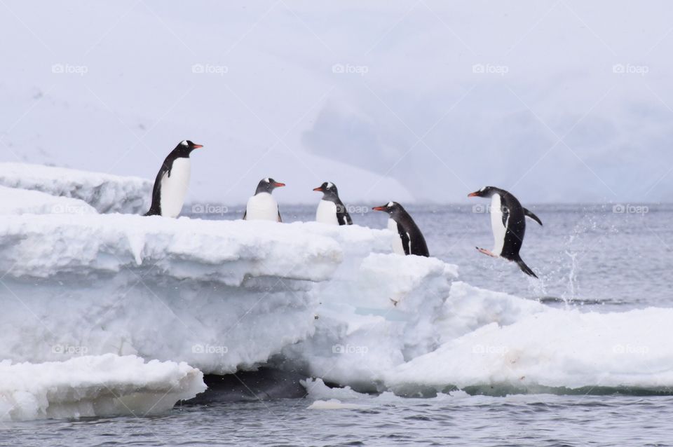 Необычная жизнь пингвинов.